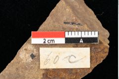 Foto (Detailansicht) von Xylomites daphnes Ettingshausen (NHMW-GEO-2024-0188-0060c)
